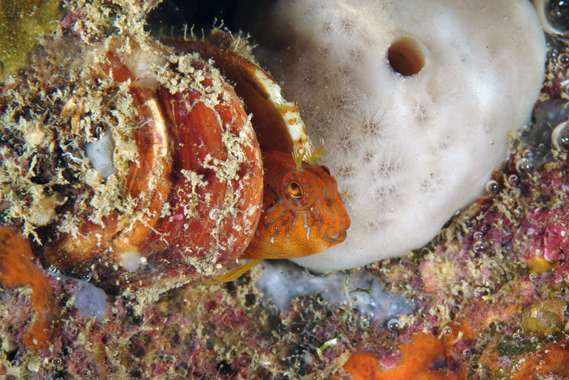 Parablennius zvonimiri (dettaglio tentacoli intermedi)